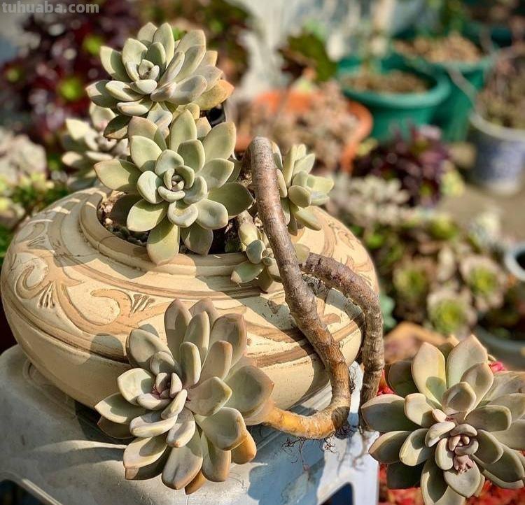 那些美出天际的多肉,既漂亮又好养,治愈心灵第一名 那些美出天际的多肉,既漂亮又好养,治愈心灵第一名