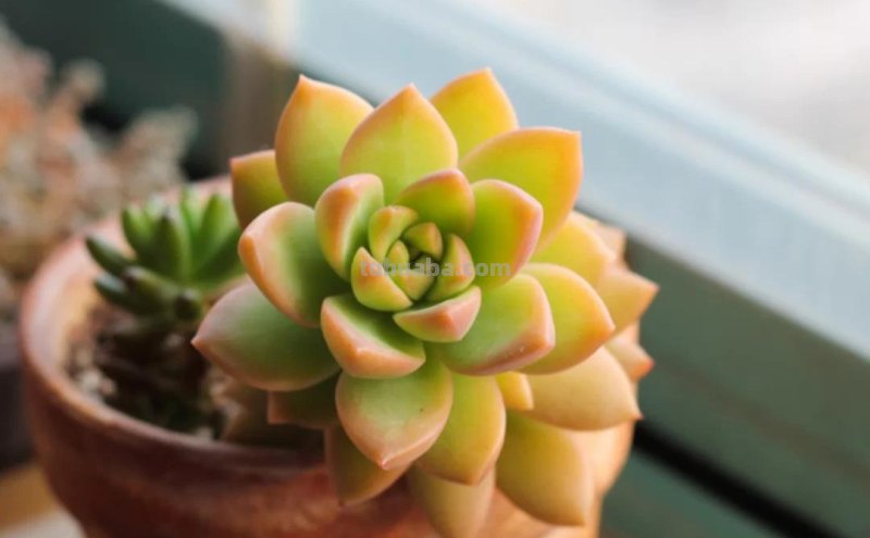 那些美出天际的多肉,既漂亮又好养,治愈心灵第一名 那些美出天际的多肉,既漂亮又好养,治愈心灵第一名