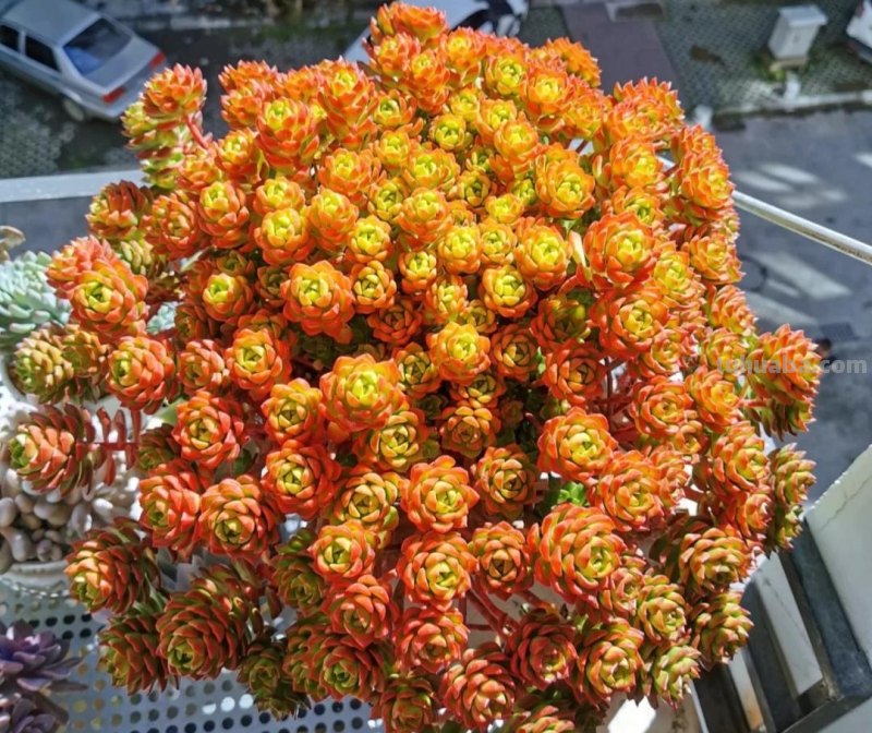 那些美出天际的多肉,既漂亮又好养,治愈心灵第一名 那些美出天际的多肉,既漂亮又好养,治愈心灵第一名