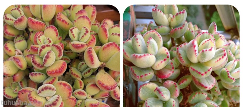 那些美出天际的多肉,既漂亮又好养,治愈心灵第一名 那些美出天际的多肉,既漂亮又好养,治愈心灵第一名