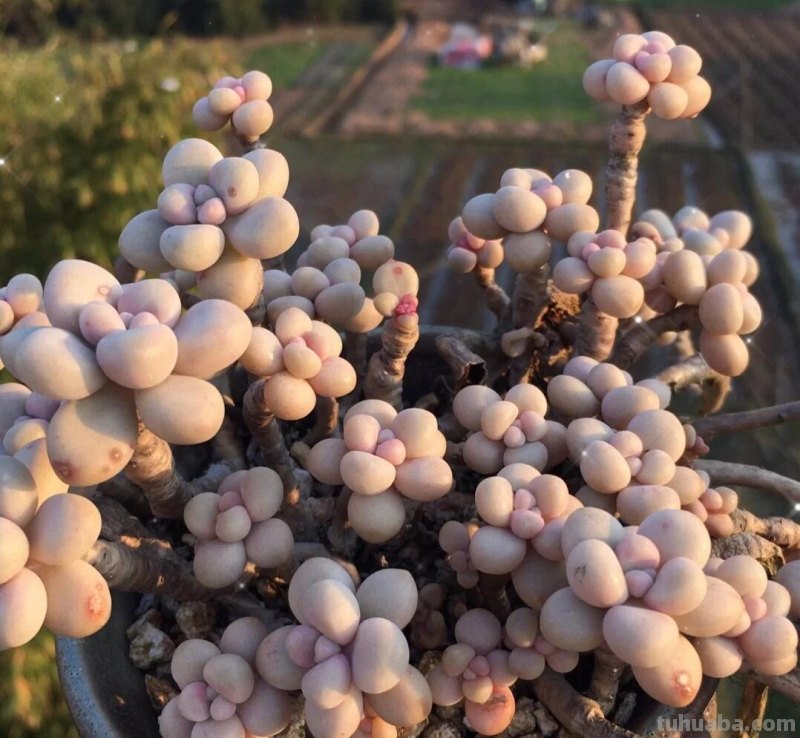 那些美出天际的多肉,既漂亮又好养,治愈心灵第一名 那些美出天际的多肉,既漂亮又好养,治愈心灵第一名