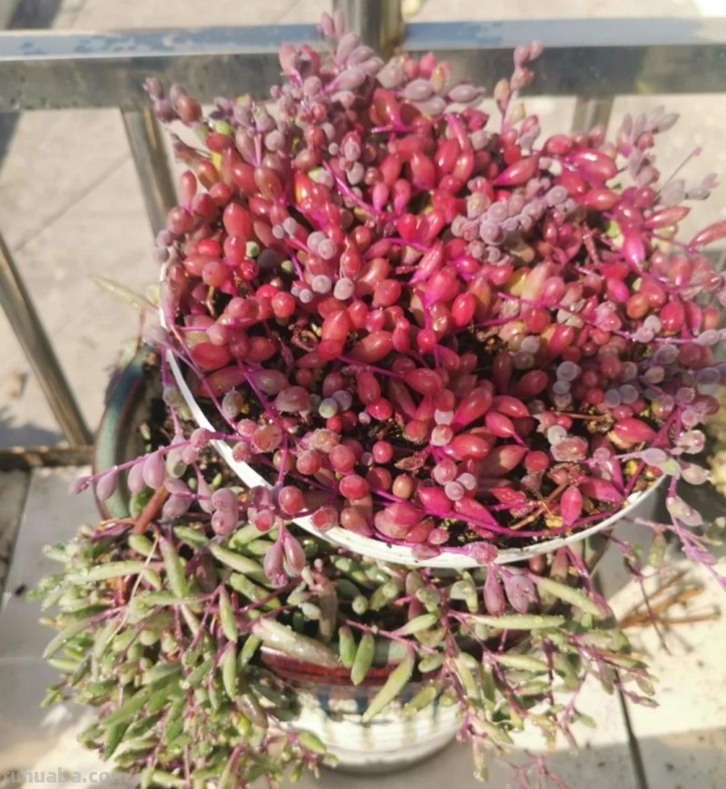 那些美出天际的多肉,既漂亮又好养,治愈心灵第一名 那些美出天际的多肉,既漂亮又好养,治愈心灵第一名