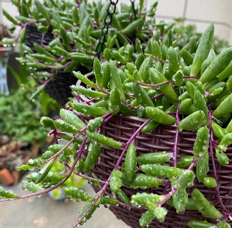 那些美出天际的多肉,既漂亮又好养,治愈心灵第一名 那些美出天际的多肉,既漂亮又好养,治愈心灵第一名