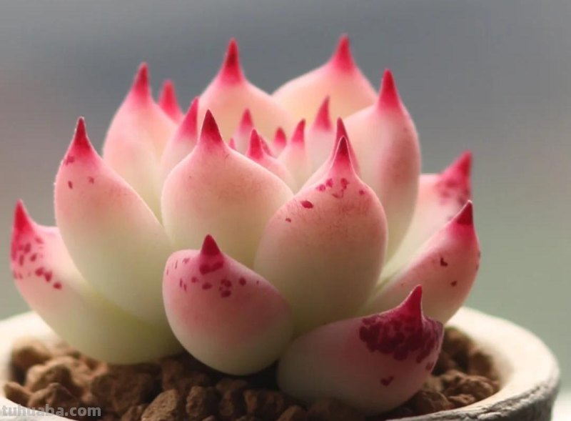 那些美出天际的多肉,既漂亮又好养,治愈心灵第一名 那些美出天际的多肉,既漂亮又好养,治愈心灵第一名