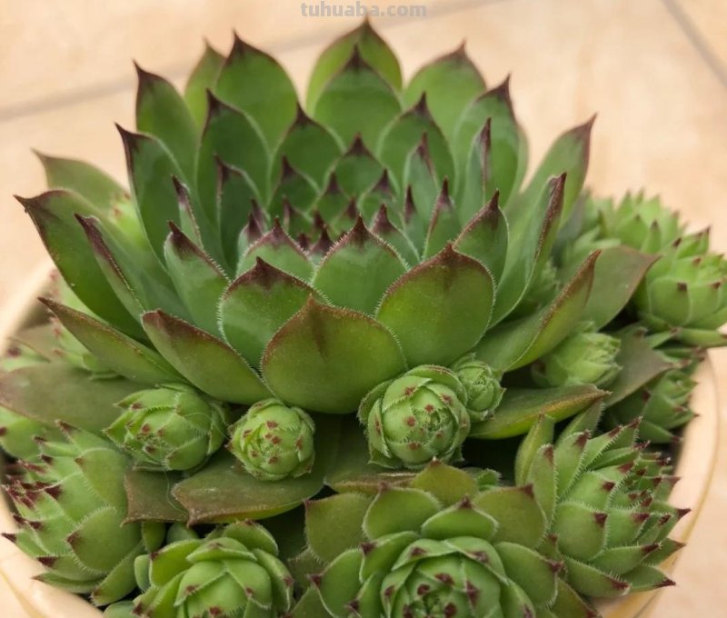 那些美出天际的多肉,既漂亮又好养,治愈心灵第一名 那些美出天际的多肉,既漂亮又好养,治愈心灵第一名