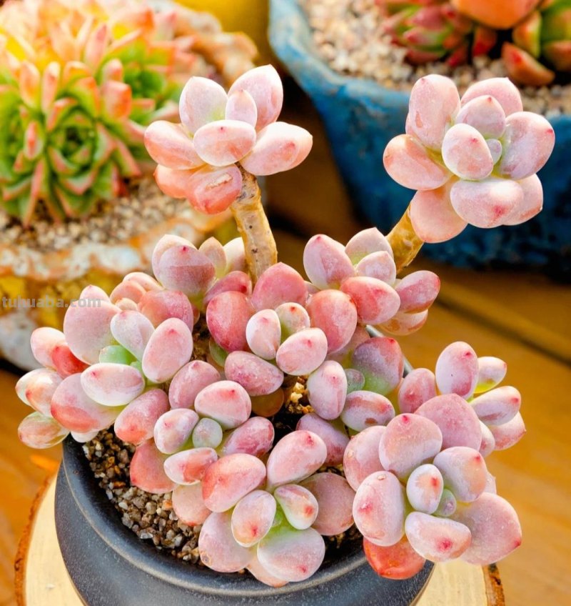 那些美出天际的多肉,既漂亮又好养,治愈心灵第一名 那些美出天际的多肉,既漂亮又好养,治愈心灵第一名