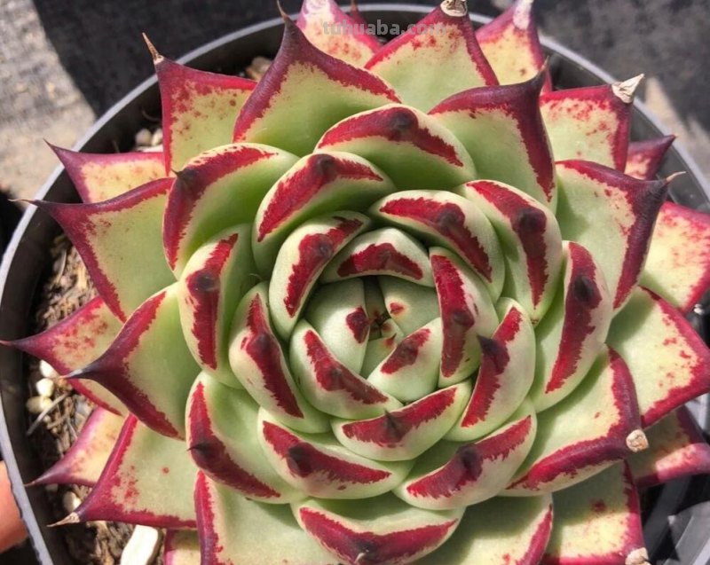 那些美出天际的多肉,既漂亮又好养,治愈心灵第一名 那些美出天际的多肉,既漂亮又好养,治愈心灵第一名