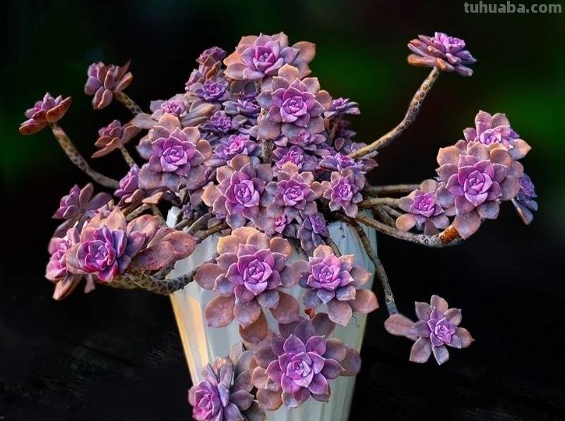 那些美出天际的多肉,既漂亮又好养,治愈心灵第一名 那些美出天际的多肉,既漂亮又好养,治愈心灵第一名