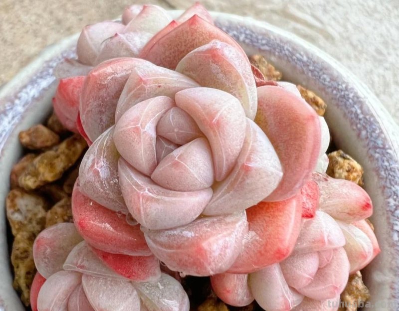 那些美出天际的多肉,既漂亮又好养,治愈心灵第一名 那些美出天际的多肉,既漂亮又好养,治愈心灵第一名