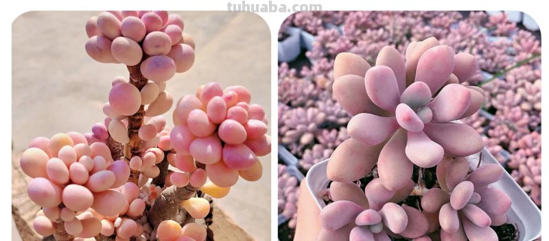 那些美出天际的多肉,既漂亮又好养,治愈心灵第一名 那些美出天际的多肉,既漂亮又好养,治愈心灵第一名