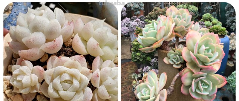 那些美出天际的多肉,既漂亮又好养,治愈心灵第一名 那些美出天际的多肉,既漂亮又好养,治愈心灵第一名