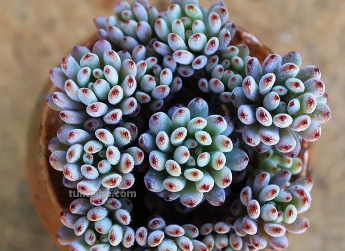 那些美出天际的多肉,既漂亮又好养,治愈心灵第一名 那些美出天际的多肉,既漂亮又好养,治愈心灵第一名