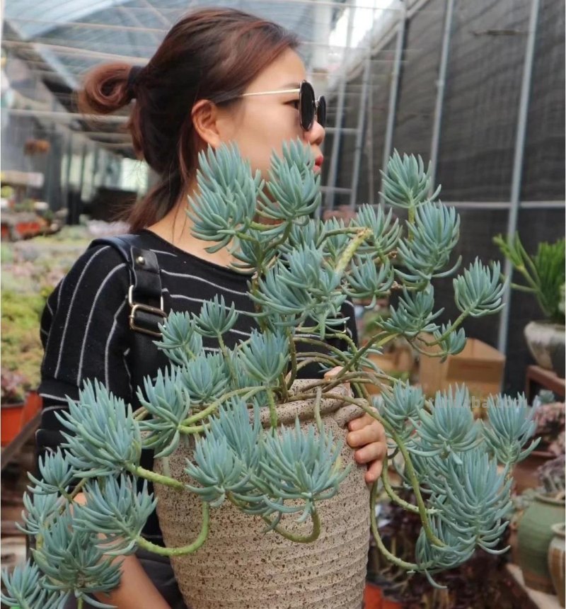 那些美出天际的多肉,既漂亮又好养,治愈心灵第一名 那些美出天际的多肉,既漂亮又好养,治愈心灵第一名