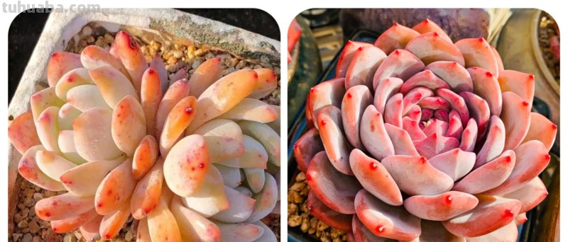 那些美出天际的多肉,既漂亮又好养,治愈心灵第一名 那些美出天际的多肉,既漂亮又好养,治愈心灵第一名