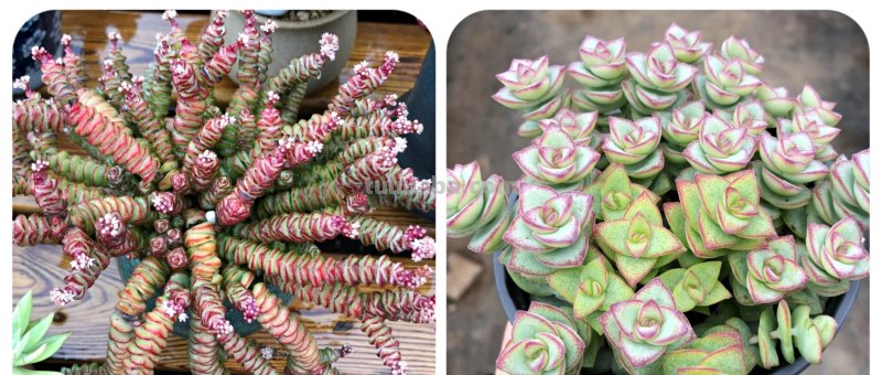 那些美出天际的多肉,既漂亮又好养,治愈心灵第一名 那些美出天际的多肉,既漂亮又好养,治愈心灵第一名