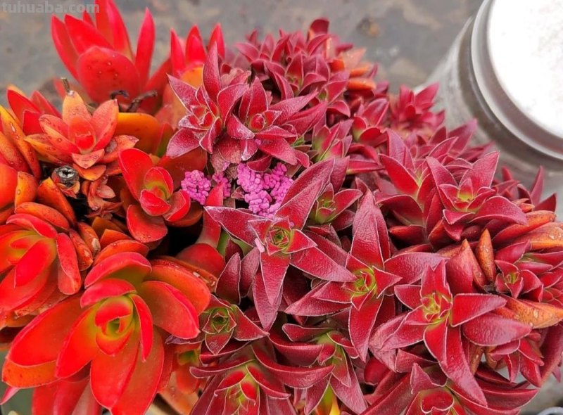 那些美出天际的多肉,既漂亮又好养,治愈心灵第一名 那些美出天际的多肉,既漂亮又好养,治愈心灵第一名