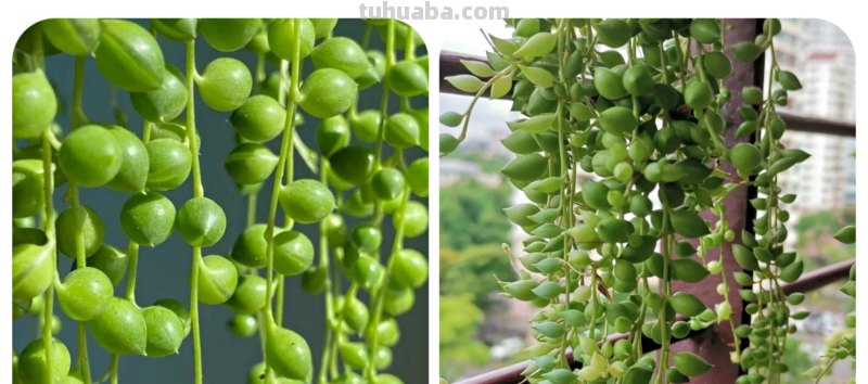 那些美出天际的多肉,既漂亮又好养,治愈心灵第一名 那些美出天际的多肉,既漂亮又好养,治愈心灵第一名