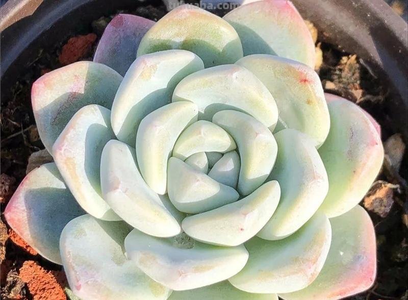 那些美出天际的多肉,既漂亮又好养,治愈心灵第一名 那些美出天际的多肉,既漂亮又好养,治愈心灵第一名