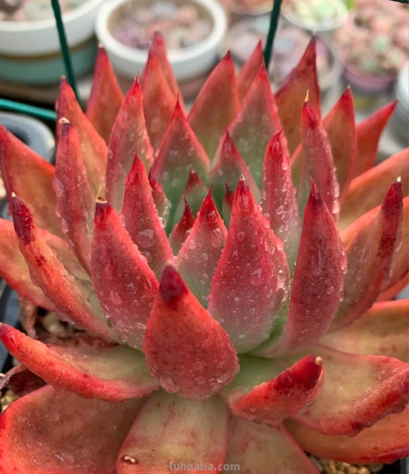 那些美出天际的多肉,既漂亮又好养,治愈心灵第一名 那些美出天际的多肉,既漂亮又好养,治愈心灵第一名