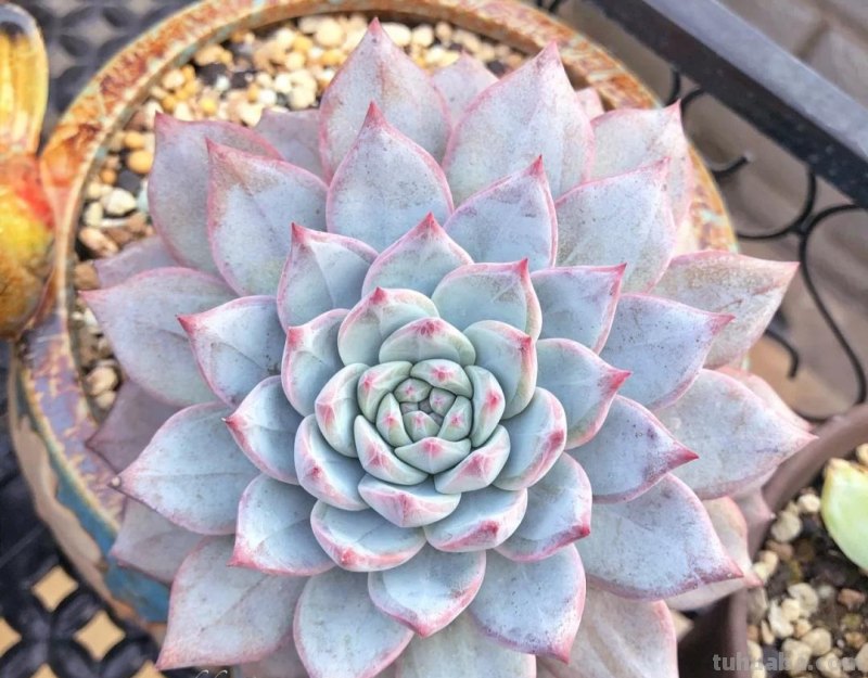 那些美出天际的多肉,既漂亮又好养,治愈心灵第一名 那些美出天际的多肉,既漂亮又好养,治愈心灵第一名