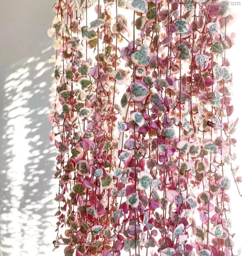 那些美出天际的多肉,既漂亮又好养,治愈心灵第一名 那些美出天际的多肉,既漂亮又好养,治愈心灵第一名