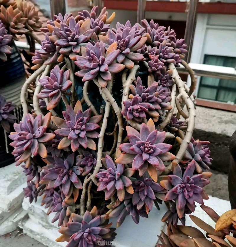 那些美出天际的多肉,既漂亮又好养,治愈心灵第一名 那些美出天际的多肉,既漂亮又好养,治愈心灵第一名