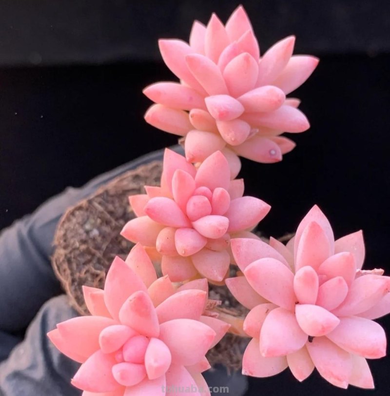 那些美出天际的多肉,既漂亮又好养,治愈心灵第一名 那些美出天际的多肉,既漂亮又好养,治愈心灵第一名