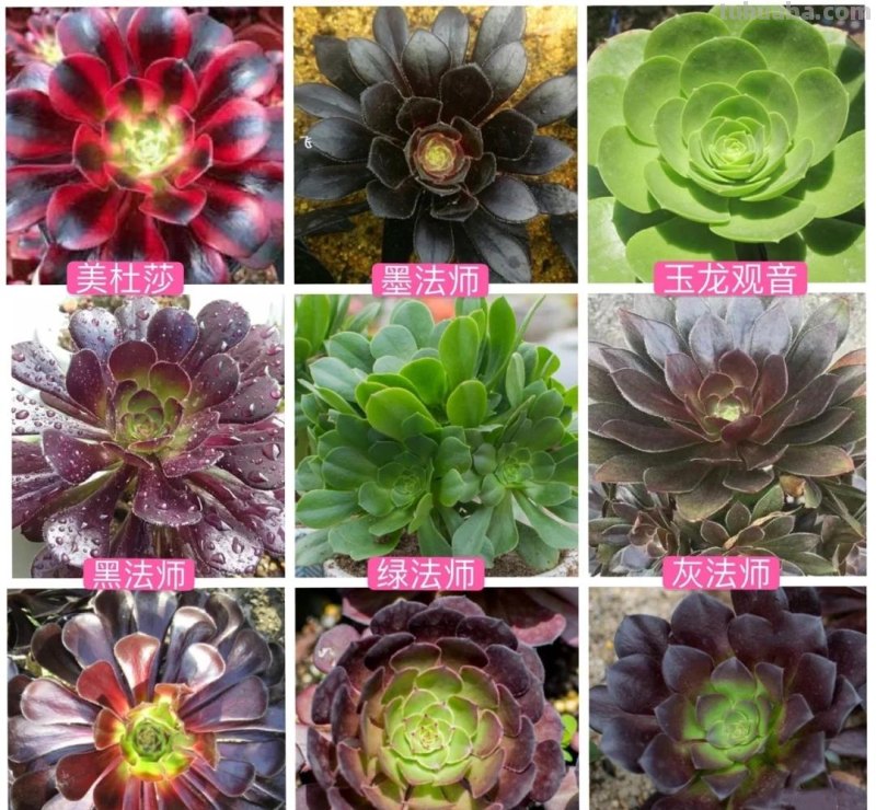 那些美出天际的多肉,既漂亮又好养,治愈心灵第一名 那些美出天际的多肉,既漂亮又好养,治愈心灵第一名