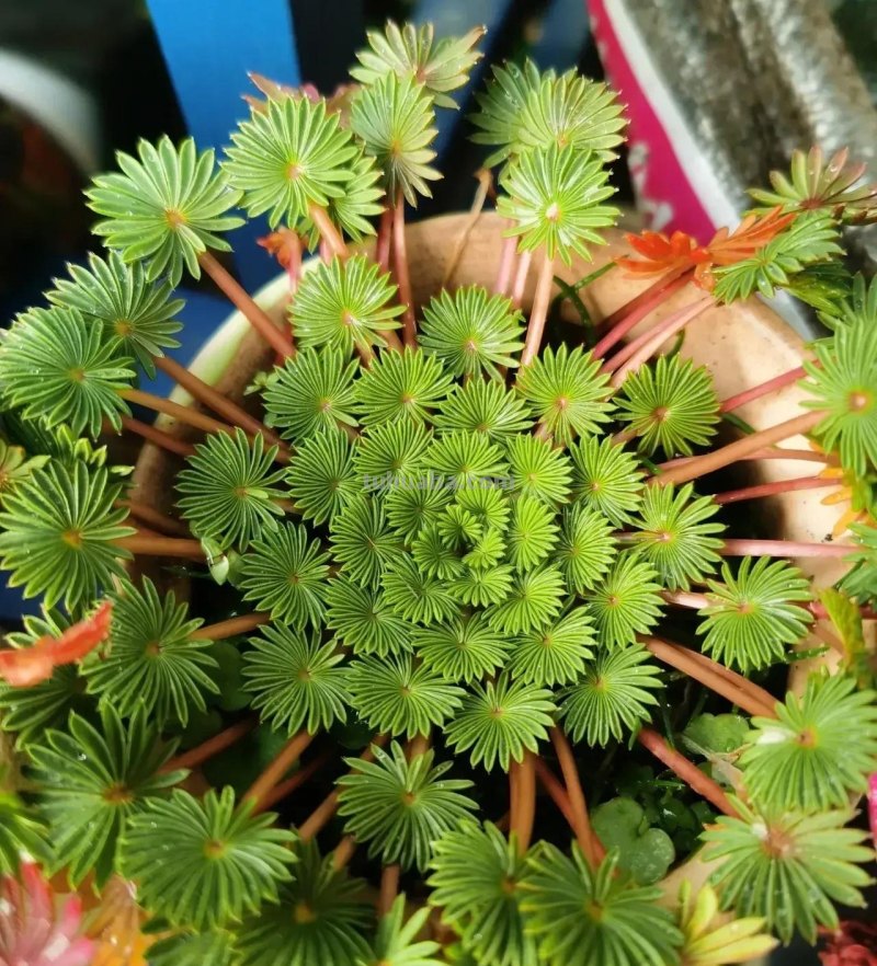 那些美出天际的多肉,既漂亮又好养,治愈心灵第一名 那些美出天际的多肉,既漂亮又好养,治愈心灵第一名