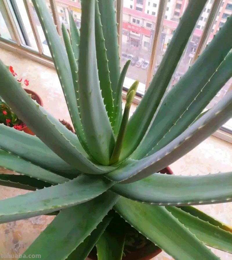 那些美出天际的多肉,既漂亮又好养,治愈心灵第一名 那些美出天际的多肉,既漂亮又好养,治愈心灵第一名