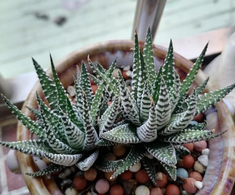 那些美出天际的多肉,既漂亮又好养,治愈心灵第一名 那些美出天际的多肉,既漂亮又好养,治愈心灵第一名