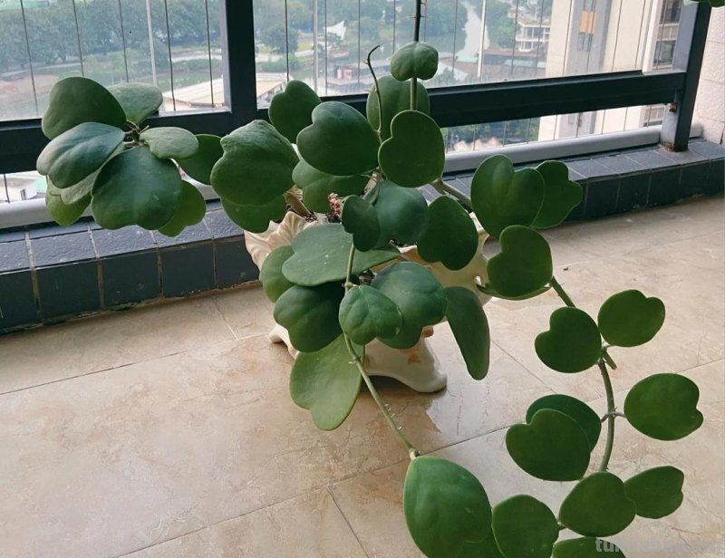 那些美出天际的多肉,既漂亮又好养,治愈心灵第一名 那些美出天际的多肉,既漂亮又好养,治愈心灵第一名