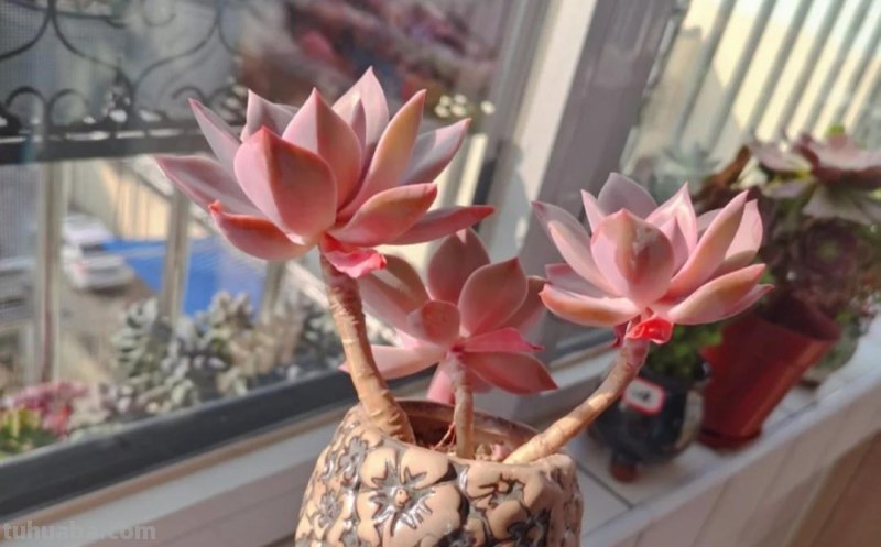 那些美出天际的多肉,既漂亮又好养,治愈心灵第一名 那些美出天际的多肉,既漂亮又好养,治愈心灵第一名