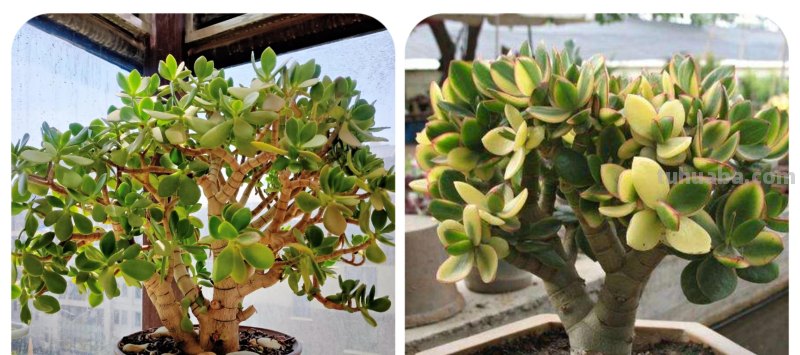 那些美出天际的多肉,既漂亮又好养,治愈心灵第一名 那些美出天际的多肉,既漂亮又好养,治愈心灵第一名