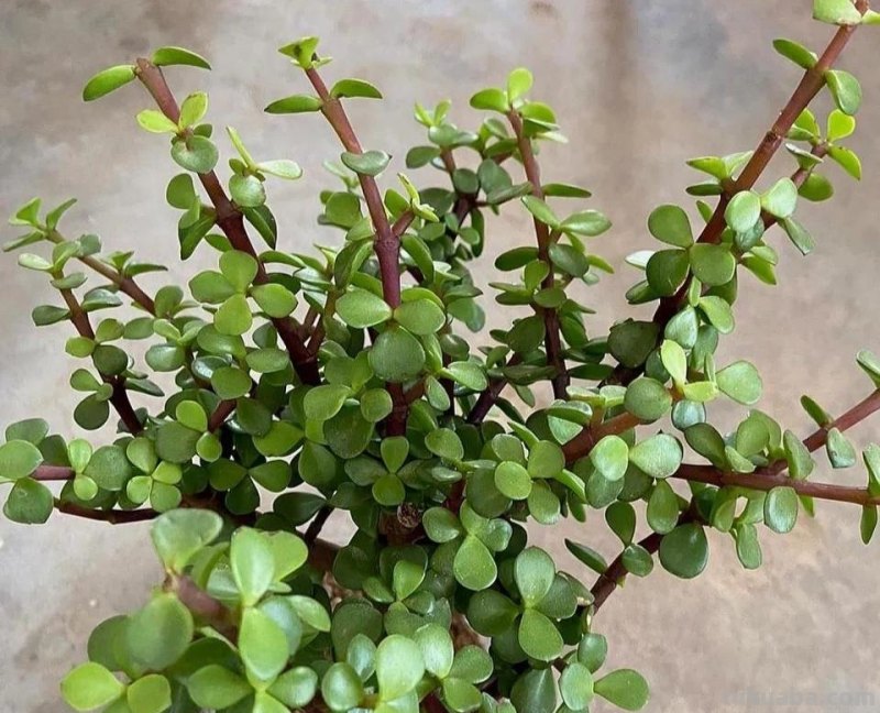 那些美出天际的多肉,既漂亮又好养,治愈心灵第一名 那些美出天际的多肉,既漂亮又好养,治愈心灵第一名