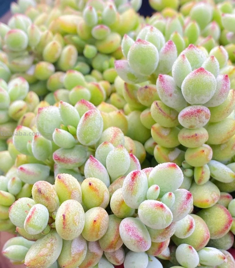 那些美出天际的多肉,既漂亮又好养,治愈心灵第一名 那些美出天际的多肉,既漂亮又好养,治愈心灵第一名