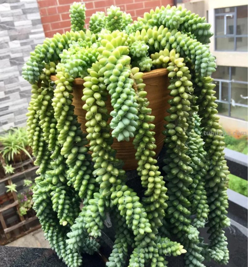 那些美出天际的多肉,既漂亮又好养,治愈心灵第一名 那些美出天际的多肉,既漂亮又好养,治愈心灵第一名