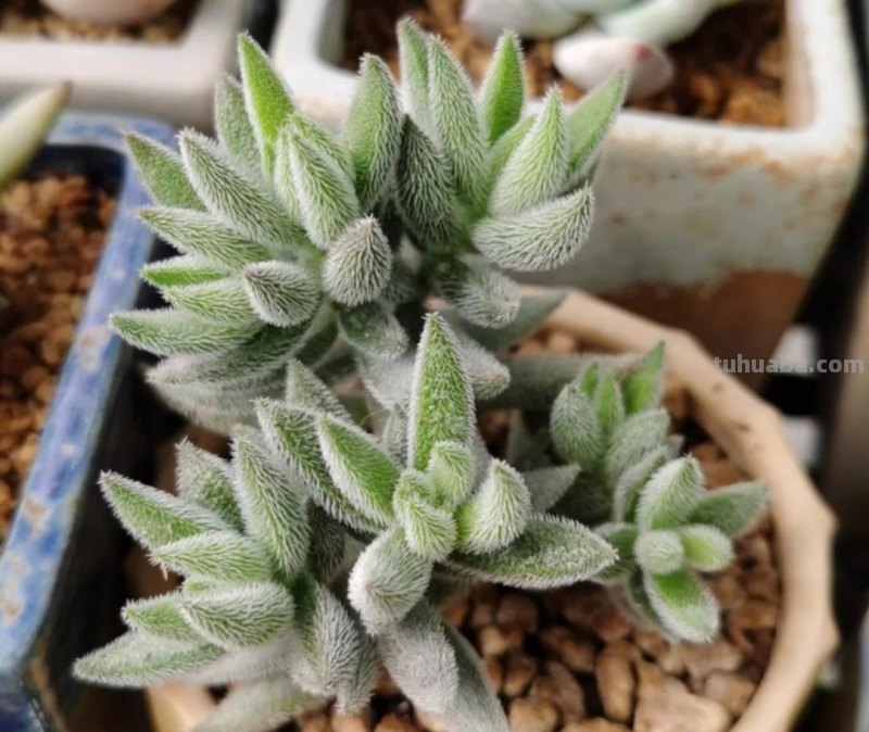 那些美出天际的多肉,既漂亮又好养,治愈心灵第一名 那些美出天际的多肉,既漂亮又好养,治愈心灵第一名