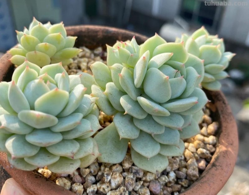 那些美出天际的多肉,既漂亮又好养,治愈心灵第一名 那些美出天际的多肉,既漂亮又好养,治愈心灵第一名