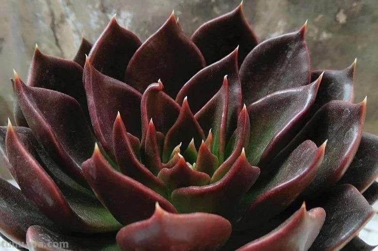 那些美出天际的多肉,既漂亮又好养,治愈心灵第一名 那些美出天际的多肉,既漂亮又好养,治愈心灵第一名