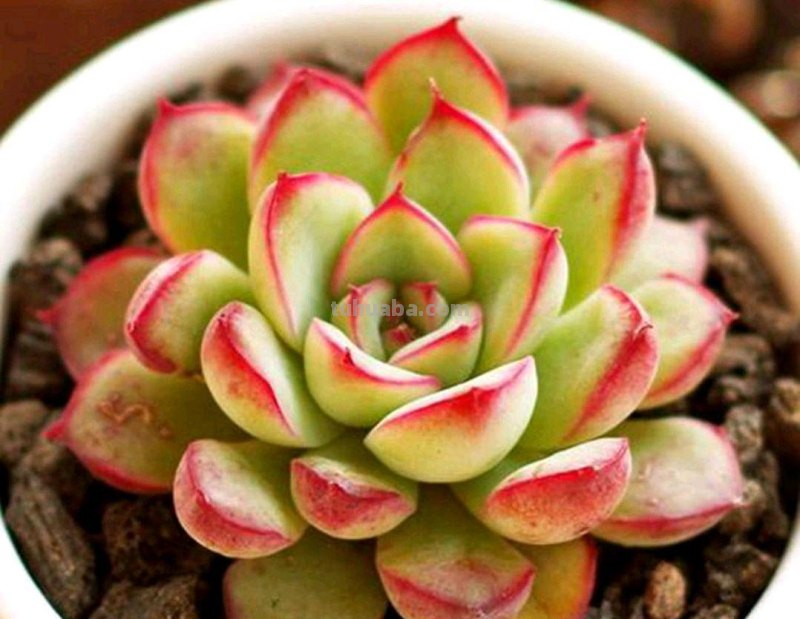 那些美出天际的多肉,既漂亮又好养,治愈心灵第一名 那些美出天际的多肉,既漂亮又好养,治愈心灵第一名