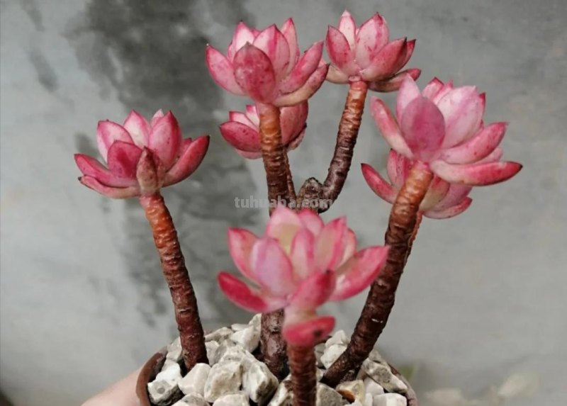 那些美出天际的多肉,既漂亮又好养,治愈心灵第一名 那些美出天际的多肉,既漂亮又好养,治愈心灵第一名