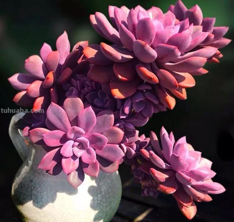 那些美出天际的多肉,既漂亮又好养,治愈心灵第一名 那些美出天际的多肉,既漂亮又好养,治愈心灵第一名