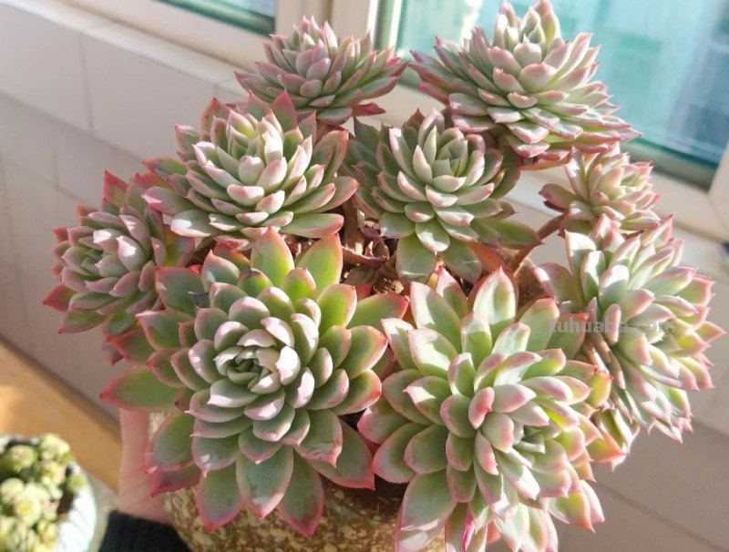 那些美出天际的多肉,既漂亮又好养,治愈心灵第一名 那些美出天际的多肉,既漂亮又好养,治愈心灵第一名