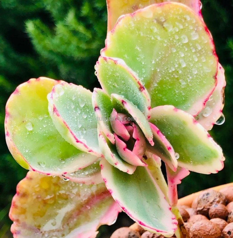 那些美出天际的多肉,既漂亮又好养,治愈心灵第一名 那些美出天际的多肉,既漂亮又好养,治愈心灵第一名