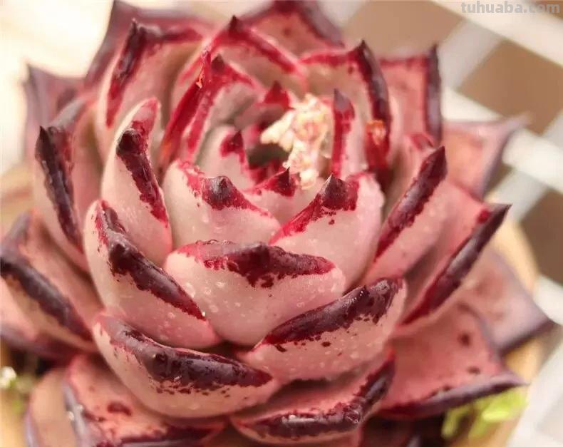 那些美出天际的多肉,既漂亮又好养,治愈心灵第一名 那些美出天际的多肉,既漂亮又好养,治愈心灵第一名