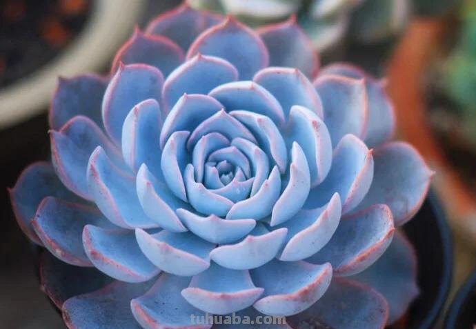 那些美出天际的多肉,既漂亮又好养,治愈心灵第一名 那些美出天际的多肉,既漂亮又好养,治愈心灵第一名