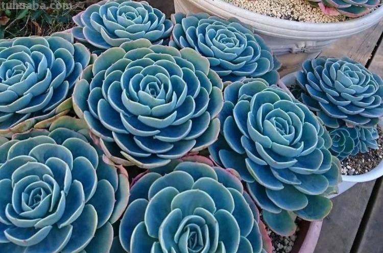 那些美出天际的多肉,既漂亮又好养,治愈心灵第一名 那些美出天际的多肉,既漂亮又好养,治愈心灵第一名