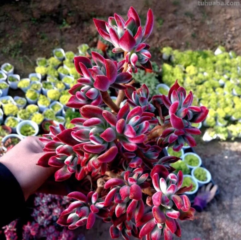 那些美出天际的多肉,既漂亮又好养,治愈心灵第一名 那些美出天际的多肉,既漂亮又好养,治愈心灵第一名