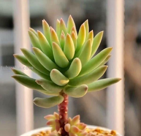 那些美出天际的多肉,既漂亮又好养,治愈心灵第一名 那些美出天际的多肉,既漂亮又好养,治愈心灵第一名